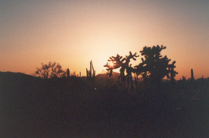 ../Images/192.Organ Pipe Cactus Natl. Mon.jpg